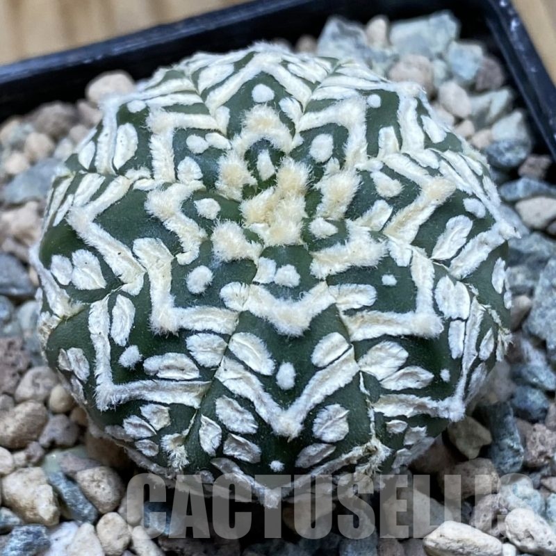 SH23422 Astrophytum asterias ‘Super Kabuto’ V-type f. nudum