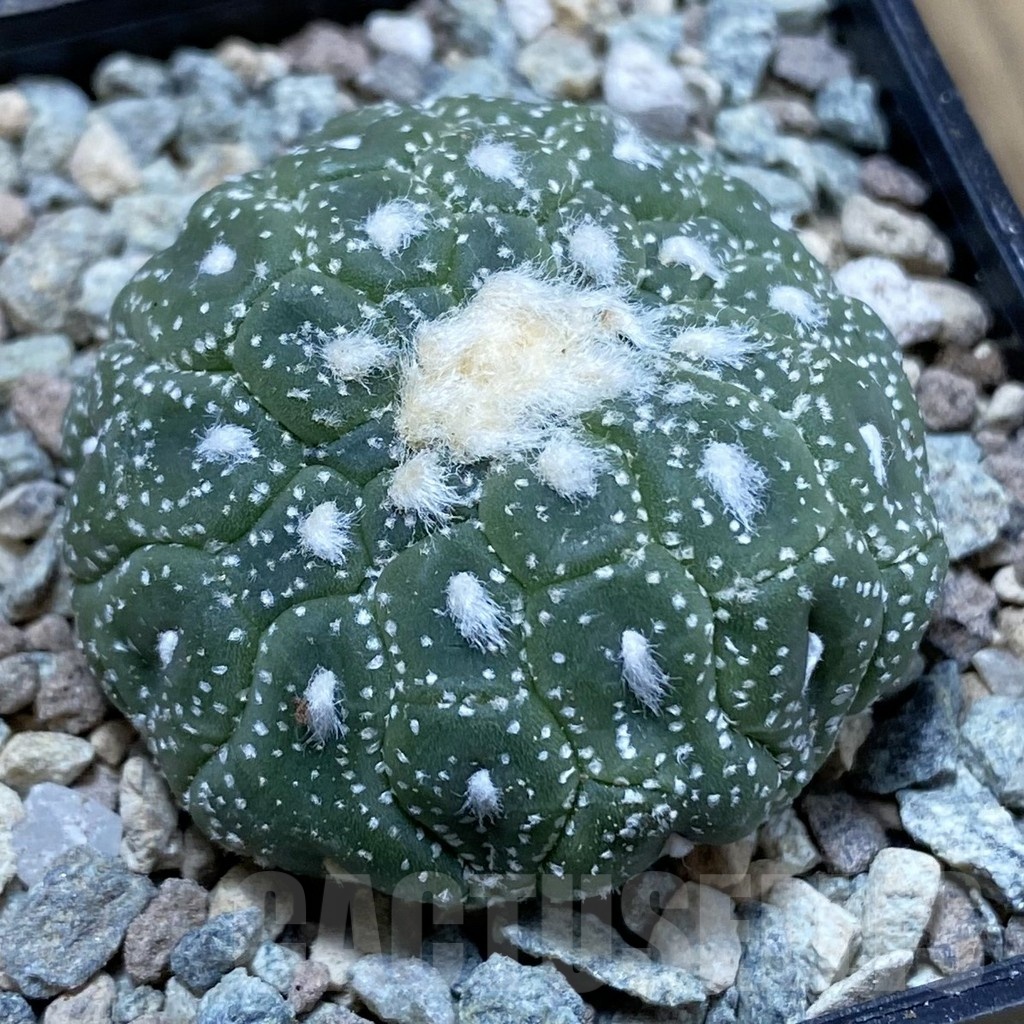 SH23425 Astrophytum asterias ‘Kikko Lizart Skin'