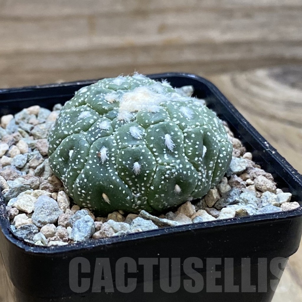SH23425 Astrophytum asterias ‘Kikko Lizart Skin' - Image 2