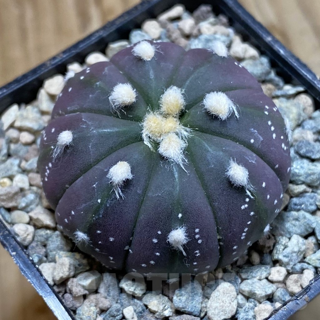 SH23426 Astrophytum asterias ‘Purple Skin’