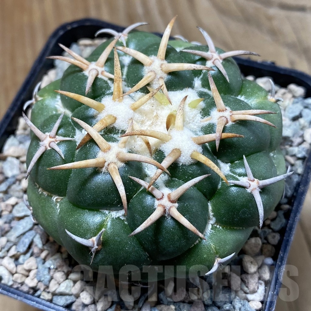 SH23412 Coryphantha elephantidens 'Tanshi Mini Heart'