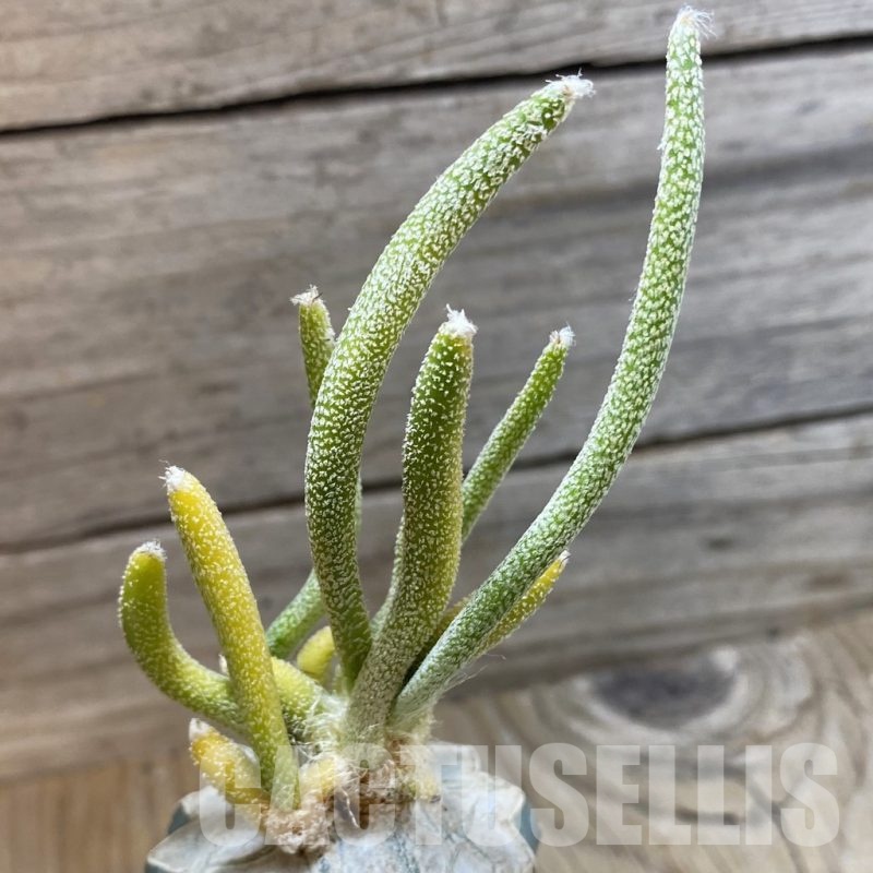 SH23427 Astrophytum caput-medusae f. variegata, grafted