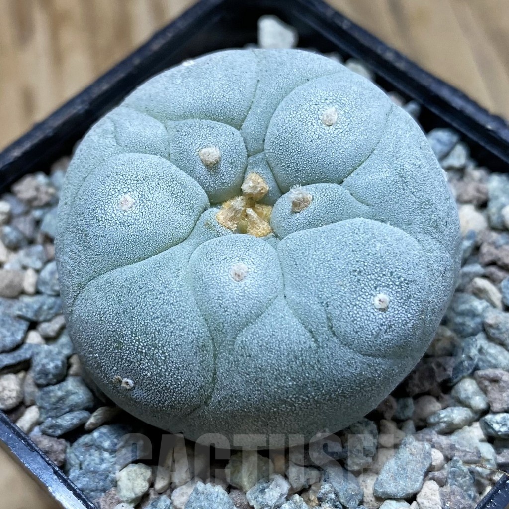 SH23429 Anhalonium frichii ‘Yatagai’