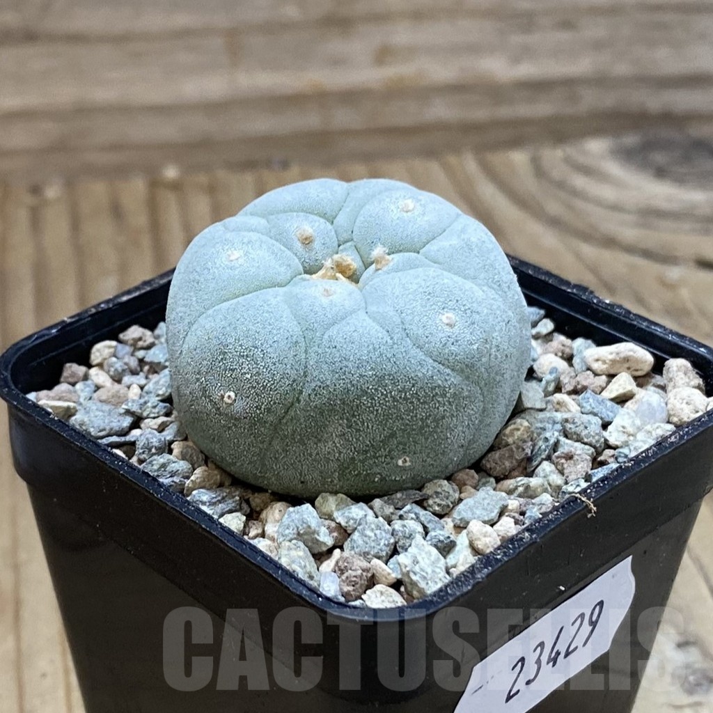 SH23429 Anhalonium frichii ‘Yatagai’ - Image 2