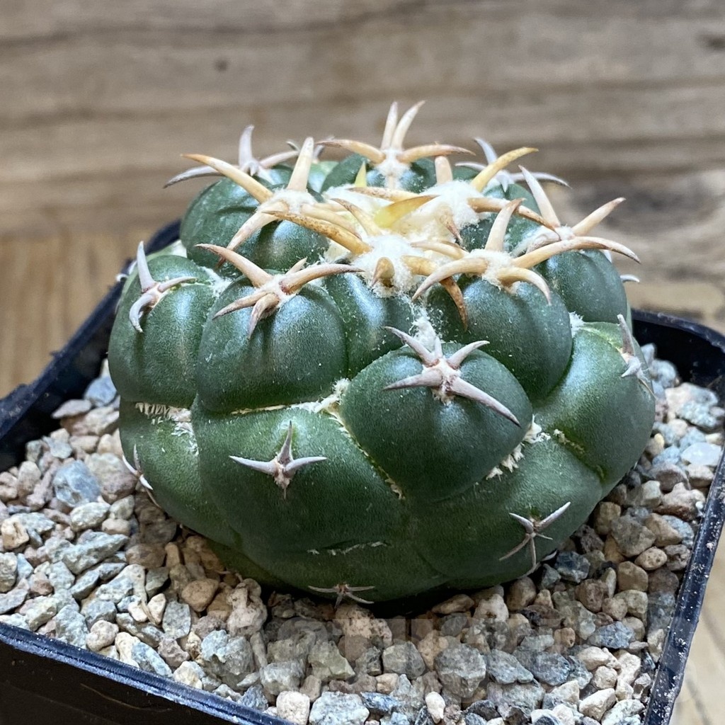 SH23412 Coryphantha elephantidens 'Tanshi Mini Heart' - Image 2