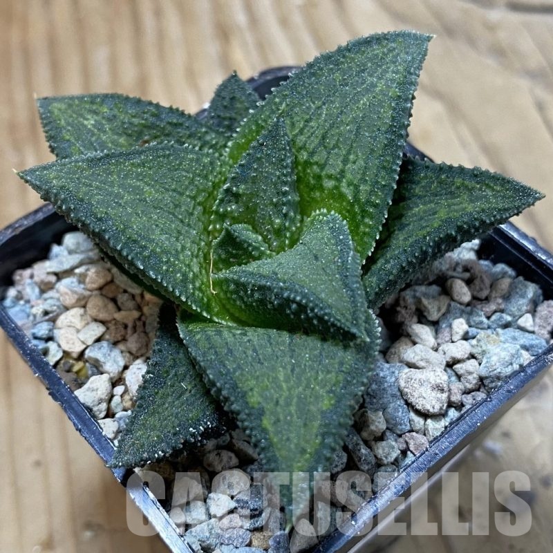 SH23433 Haworthia koelmaniorum T-3