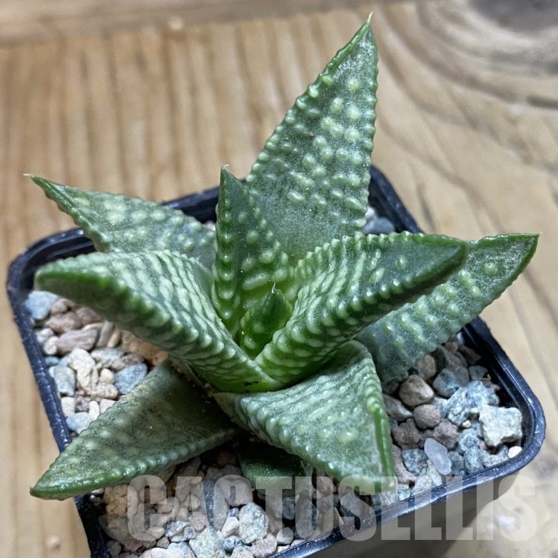 SH23434 Haworthia koelmaniorum ‘Daiginga’