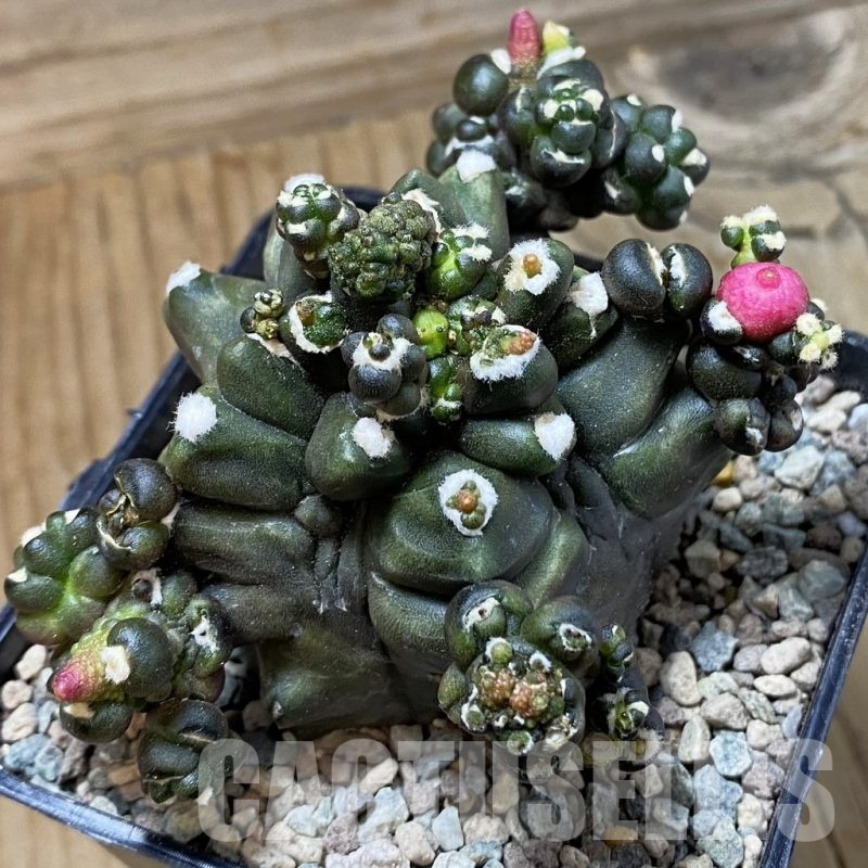 SH23413 Gymnocalycium mihanovichii ‘Transformer’