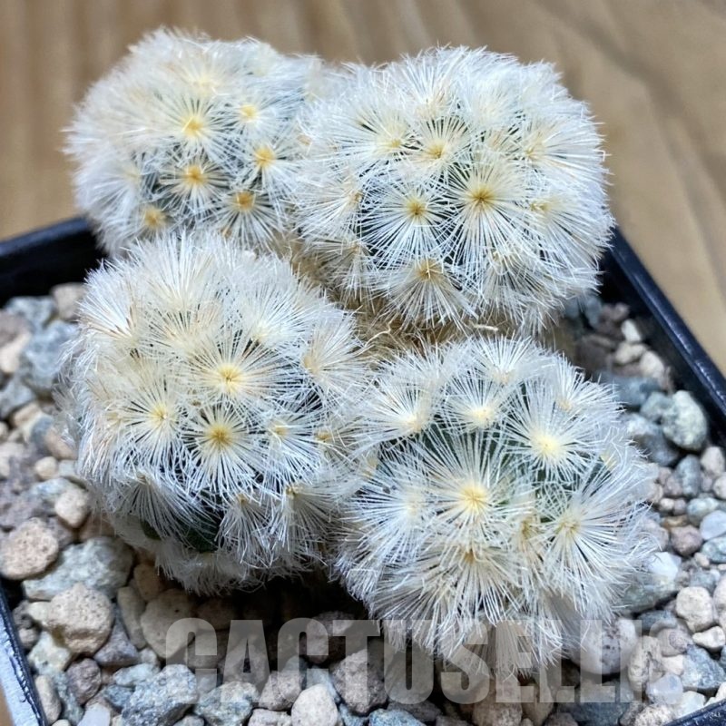 SH23438 Mammillaria carmenae ‘Buddha’ hybrid