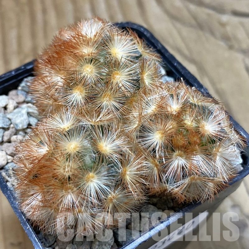 SH23440 Mammillaria carmenae f. rubrispina