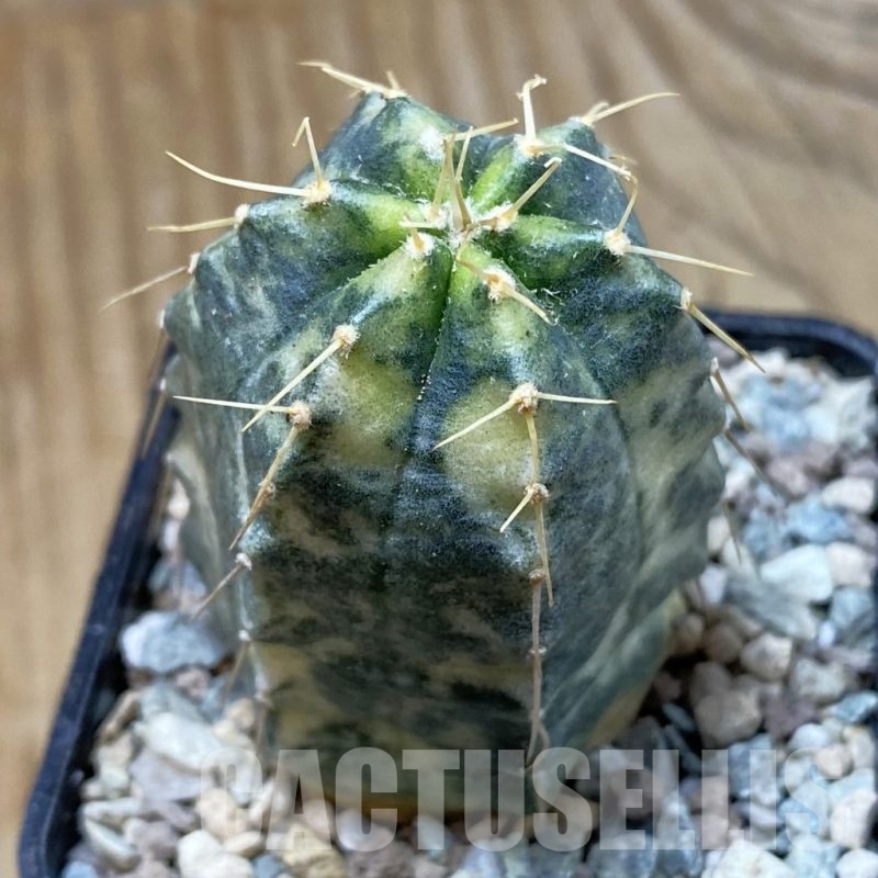 SH23441 Echinocereus knippelianus f. variegata
