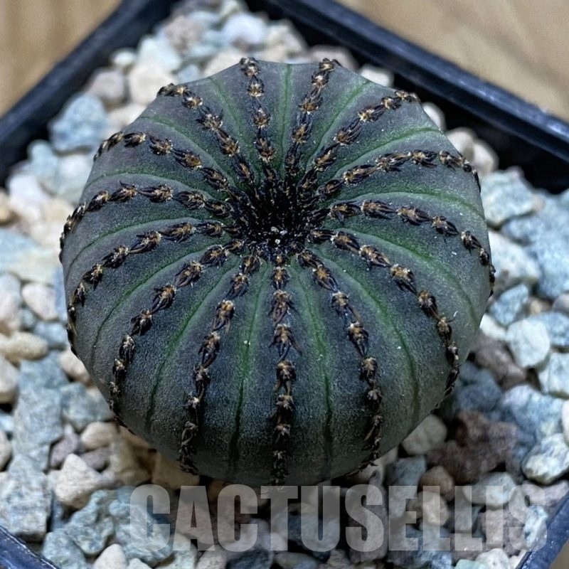 SH23442 Frailea asterioides