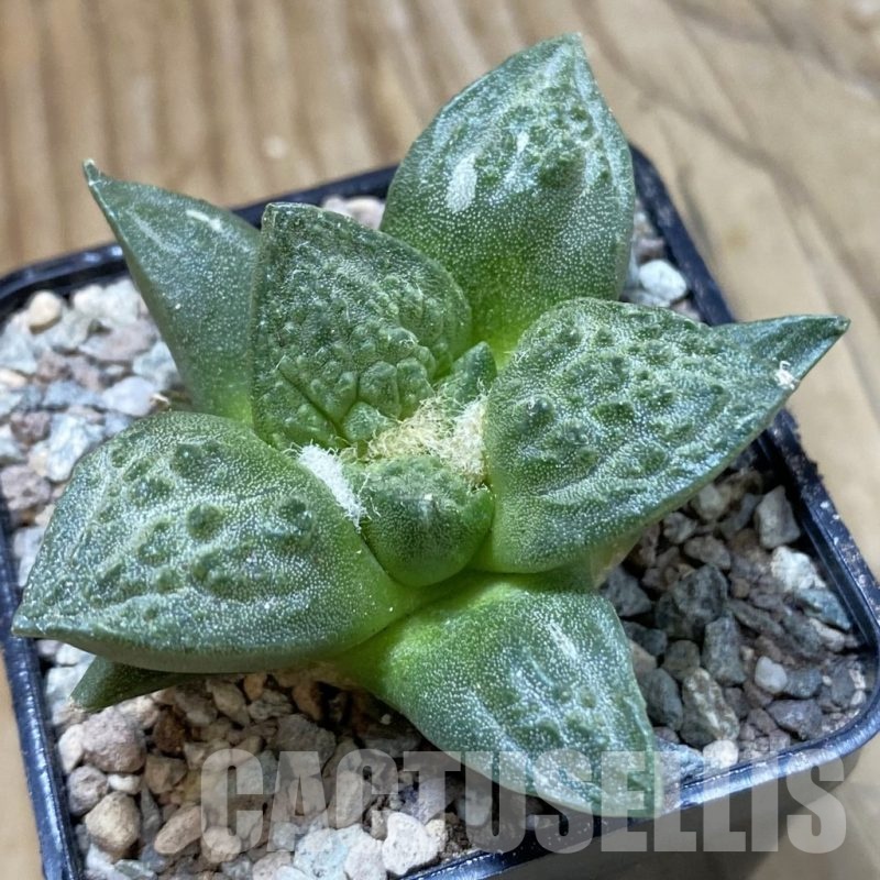 SH23443 Ariocarpus fissuratus ‘Godzilla’ hybrid, seedling, own roots