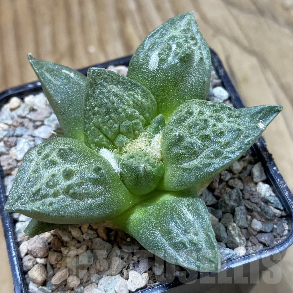 SH23443 Ariocarpus fissuratus ‘Godzilla’ hybrid, seedling, own roots