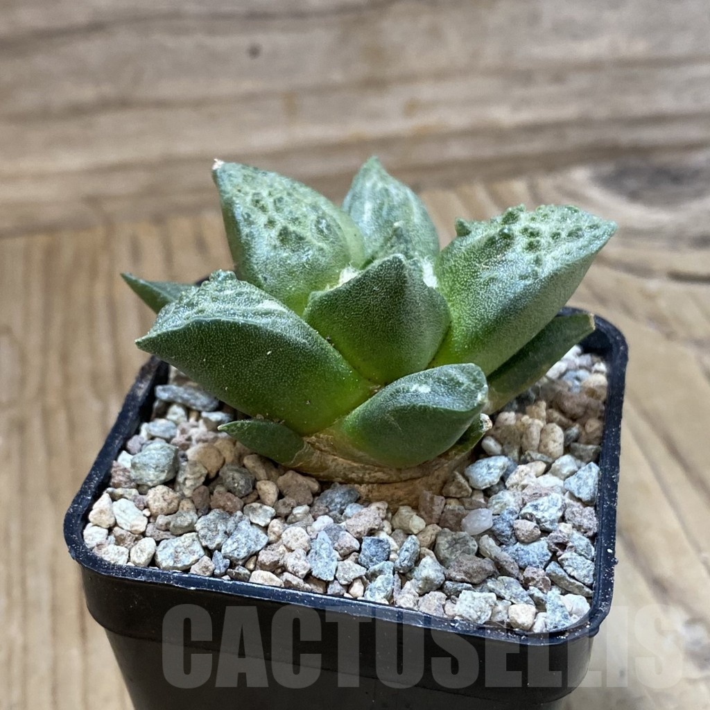 SH23443 Ariocarpus fissuratus ‘Godzilla’ hybrid, seedling, own roots - Image 2