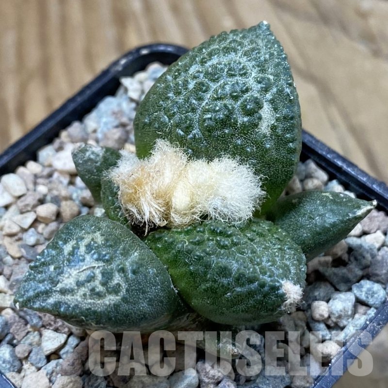 SH23444 Ariocarpus fissuratus ‘Godzilla’ hybrid, seedling, own roots