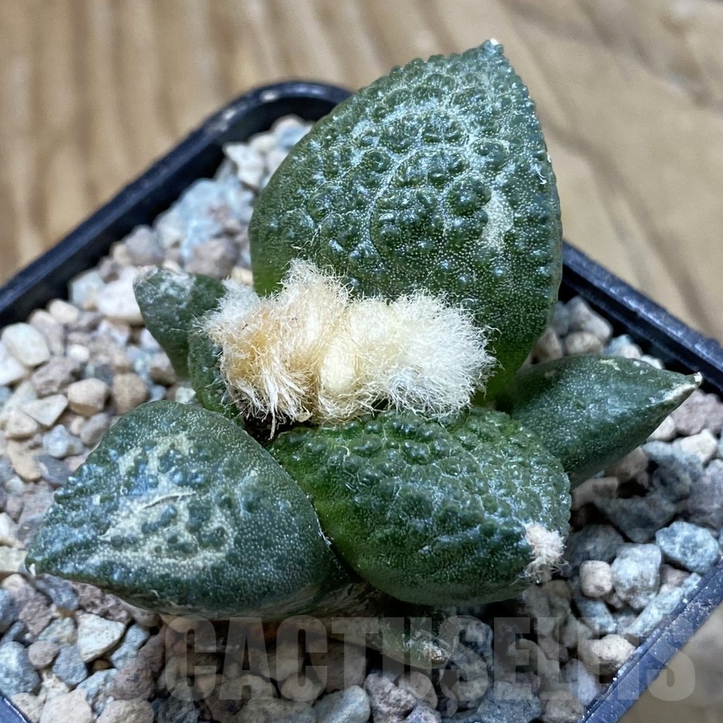 SH23444 Ariocarpus fissuratus ‘Godzilla’ hybrid, seedling, own roots