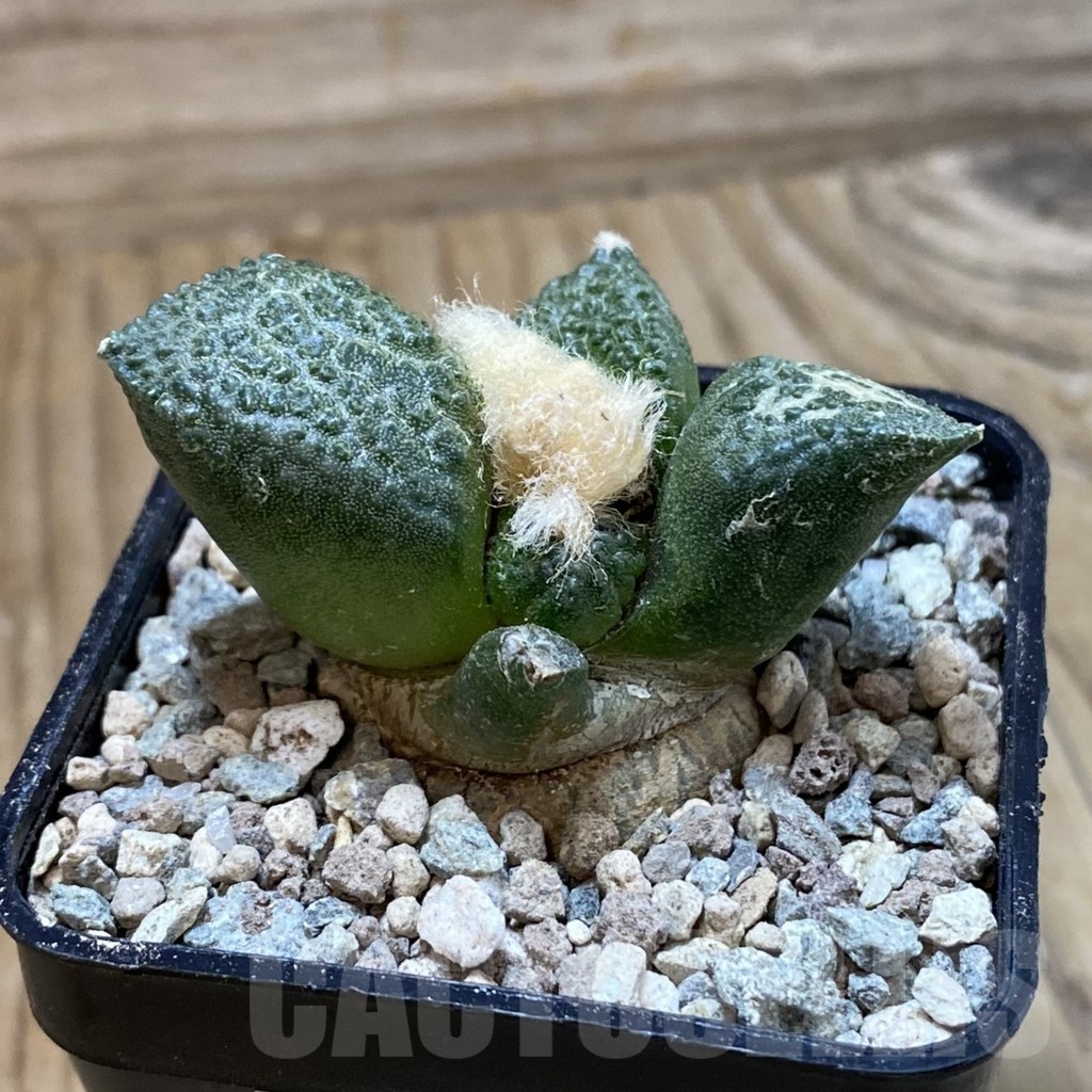SH23444 Ariocarpus fissuratus ‘Godzilla’ hybrid, seedling, own roots - Image 2