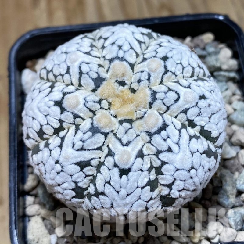 SH23542 Astrophytum asterias ‘Super Kabuto’ V-type