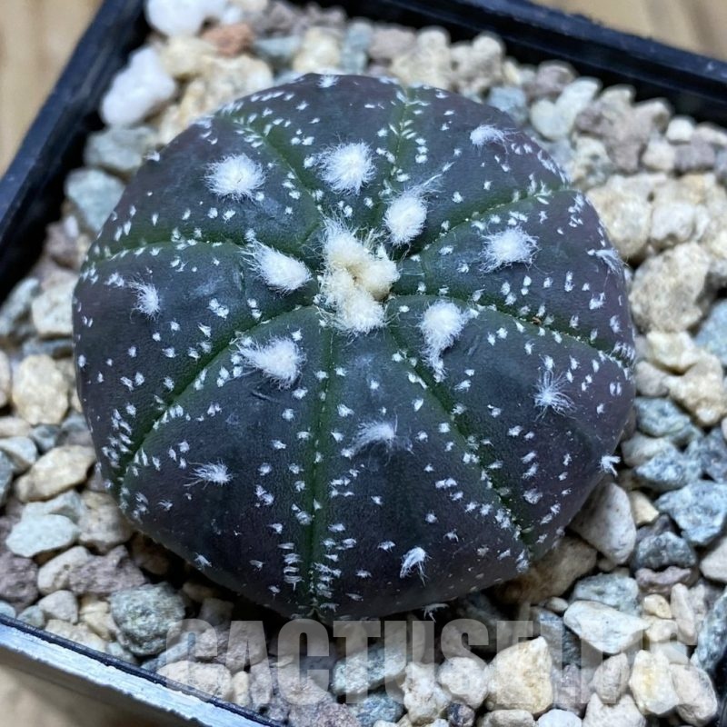 SH23543 Astrophytum asterias ‘Purple Skin’