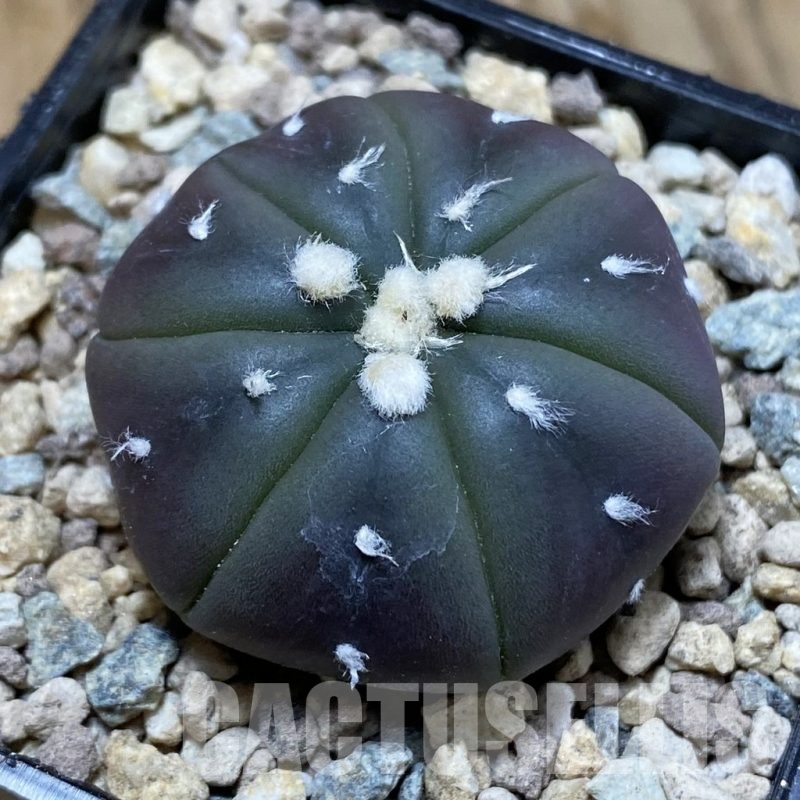 SH23544 Astrophytum asterias ‘Purple Skin’