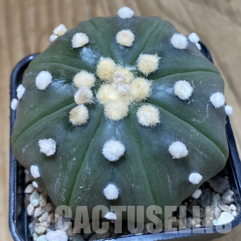 SH23512 Astrophytum asterias 'Pink Flower'