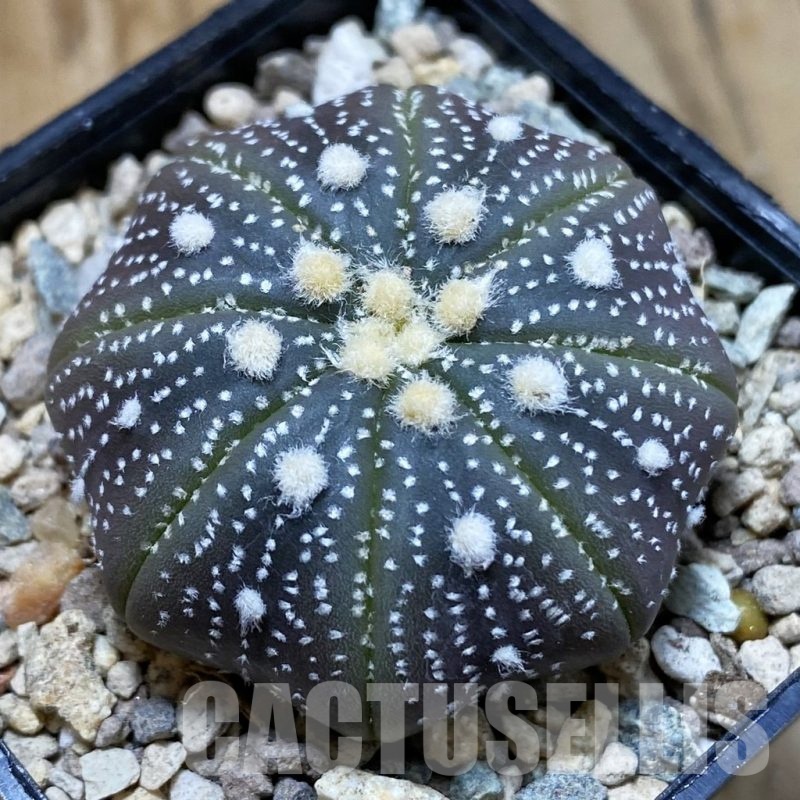 SH23545 Astrophytum asterias ‘Purple Skin’