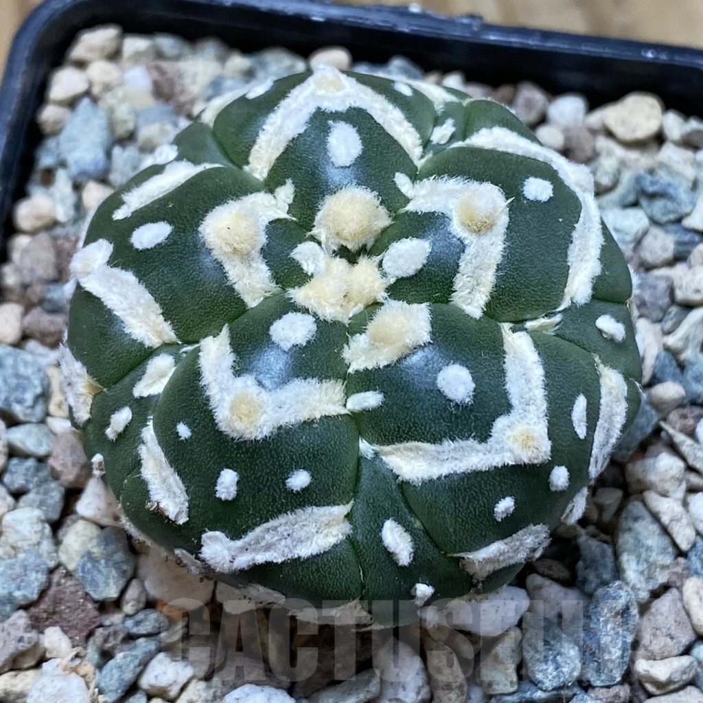SH23546 Astrophytum asterias ‘Super Kabuto’ V-type f. nudum, 5-ribs