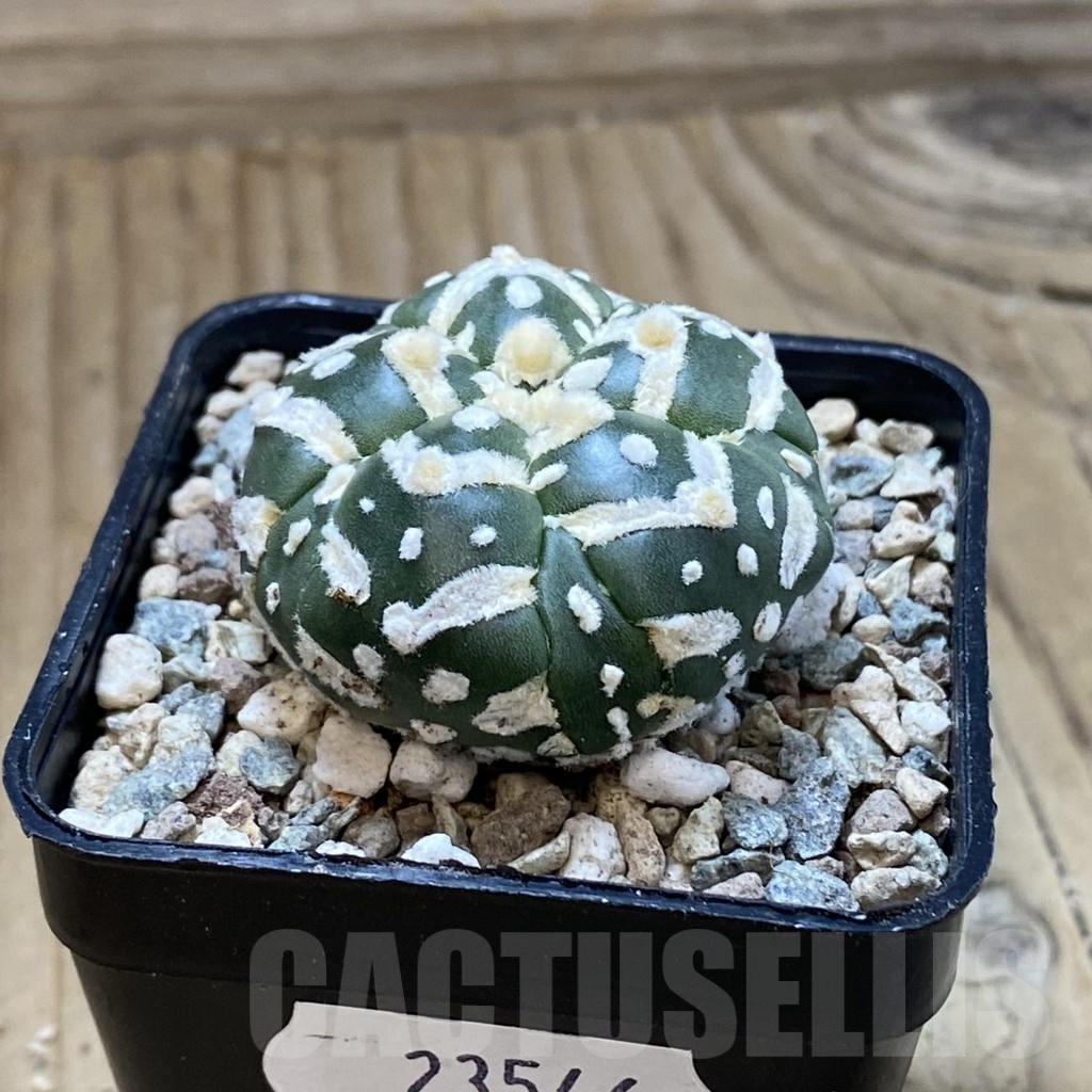 SH23546 Astrophytum asterias ‘Super Kabuto’ V-type f. nudum, 5-ribs - 画像 (2)