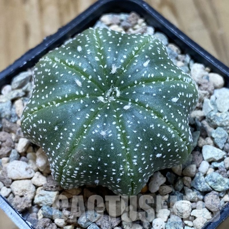 SH23549 Astrophytum asterias ‘Star Shape’