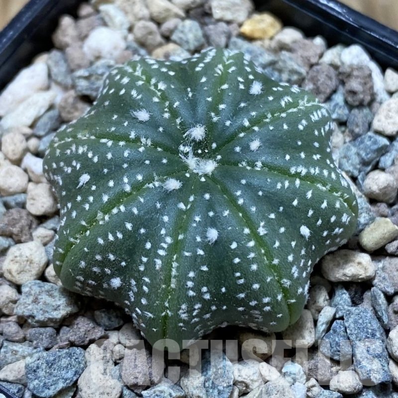 SH23550 Astrophytum asterias ‘Star Shape’