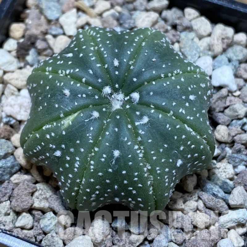 SH23552 Astrophytum asterias ‘Star Shape’