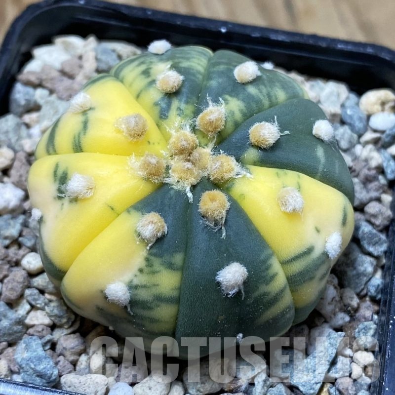 SH23553 Astrophytum asterias f. variegata