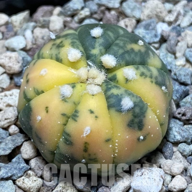 SH23554 Astrophytum asterias f. variegata
