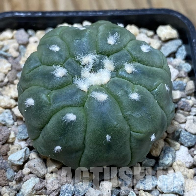 SH23513 Astrophytum asterias ‘Kikko Lizart Skin’