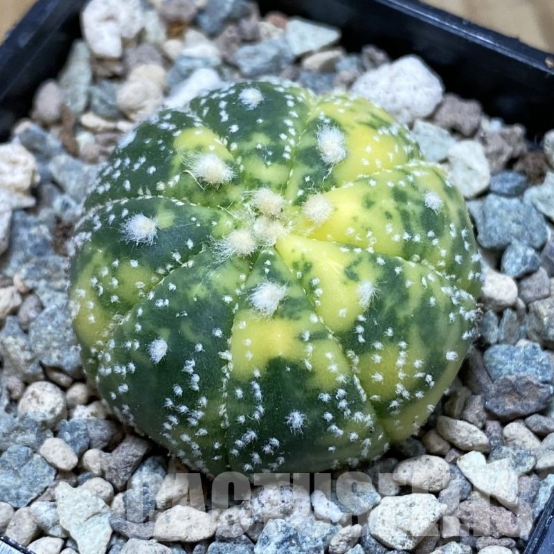 SH23555 Astrophytum asterias f. variegata