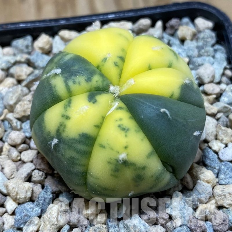 SH23556 Astrophytum asterias f. variegata, 7-ribs