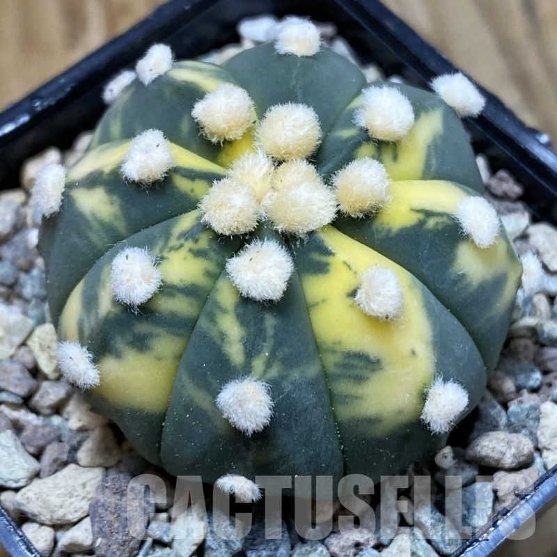 SH23557 Astrophytum asterias 'Ooibo' f. variegata