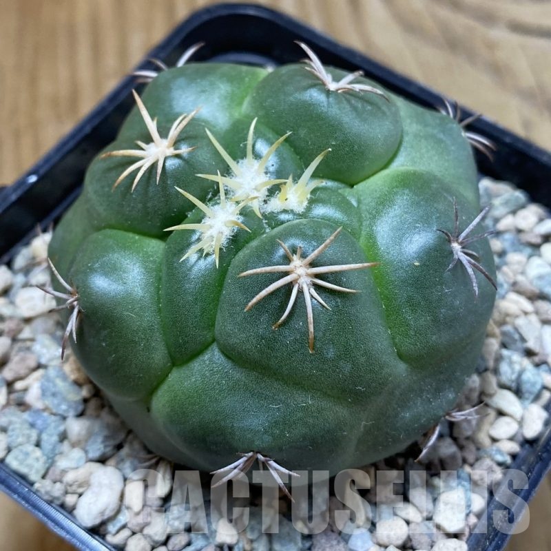 SH23559 Coryphantha bumamma 'Green'