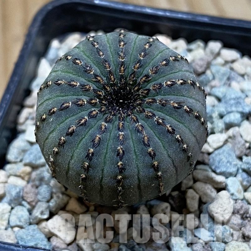 SH23564 Frailea asterioides