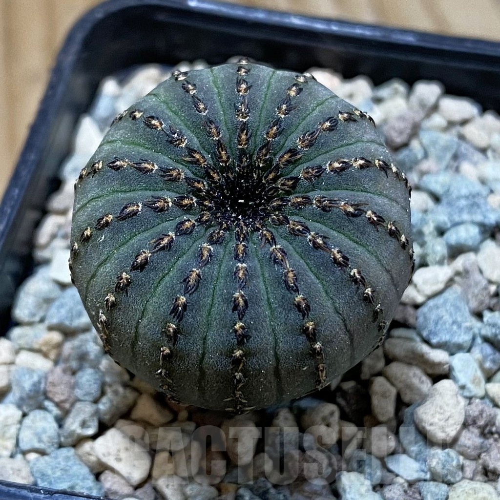 SH23564 Frailea asterioides