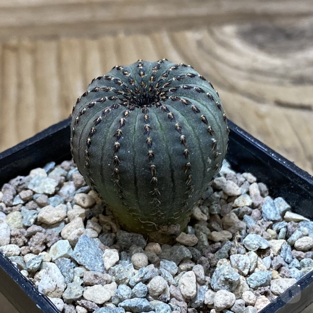 SH23564 Frailea asterioides - Image 2