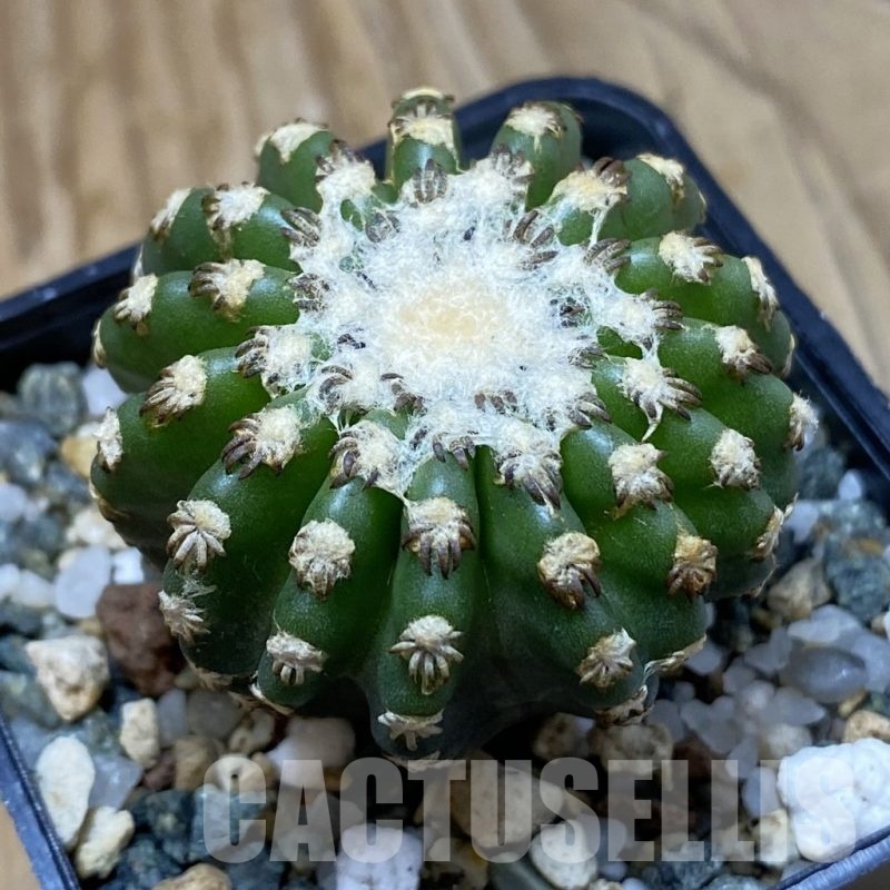 SH23565 Discocactus horstii
