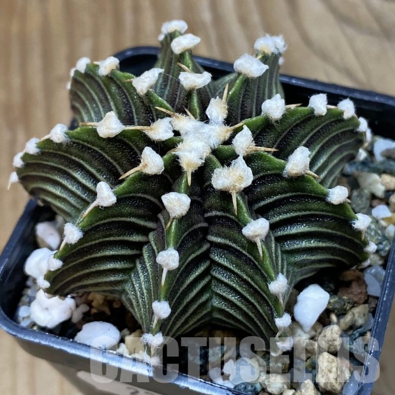 SH23566 Gymnocalycium friedrichii VOS1241