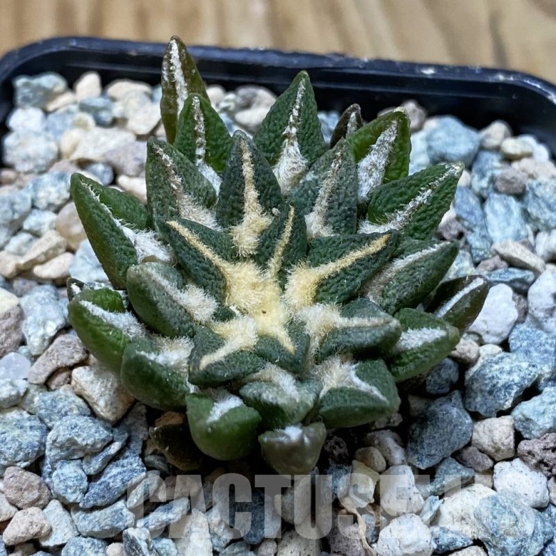SH23568 Ariocarpus kotschoubeyanus hybrid, own roots