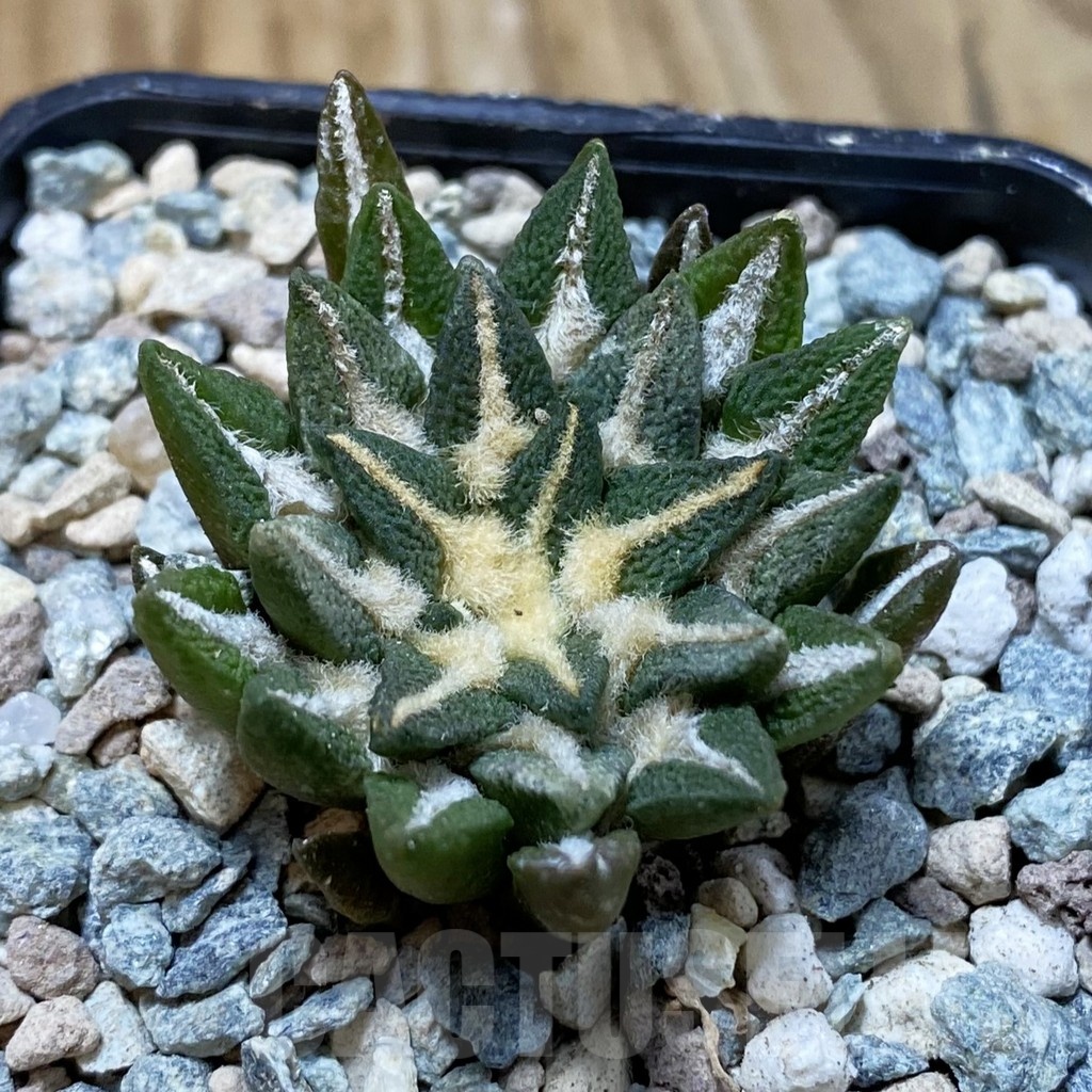 SH23568 Ariocarpus kotschoubeyanus hybrid, own roots