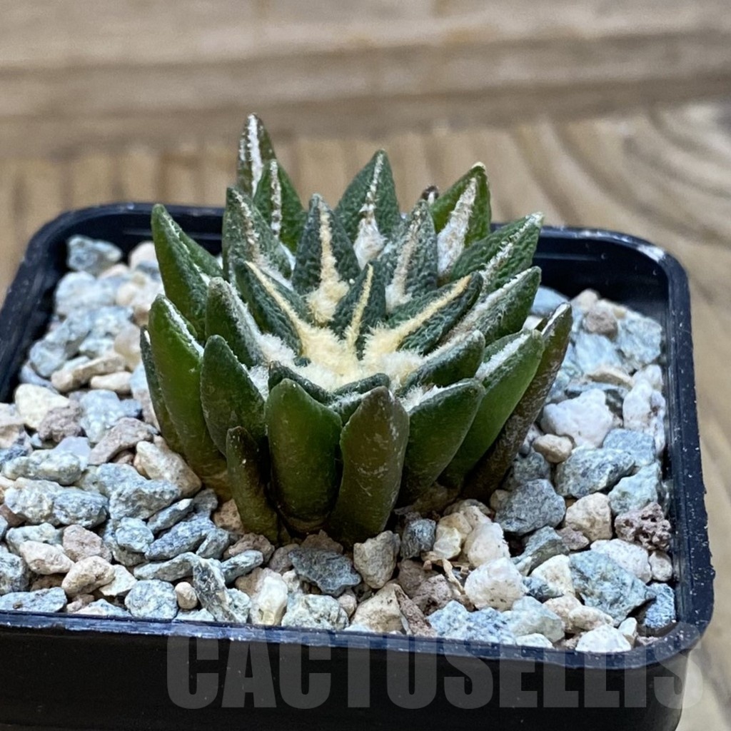 SH23568 Ariocarpus kotschoubeyanus hybrid, own roots - Image 2