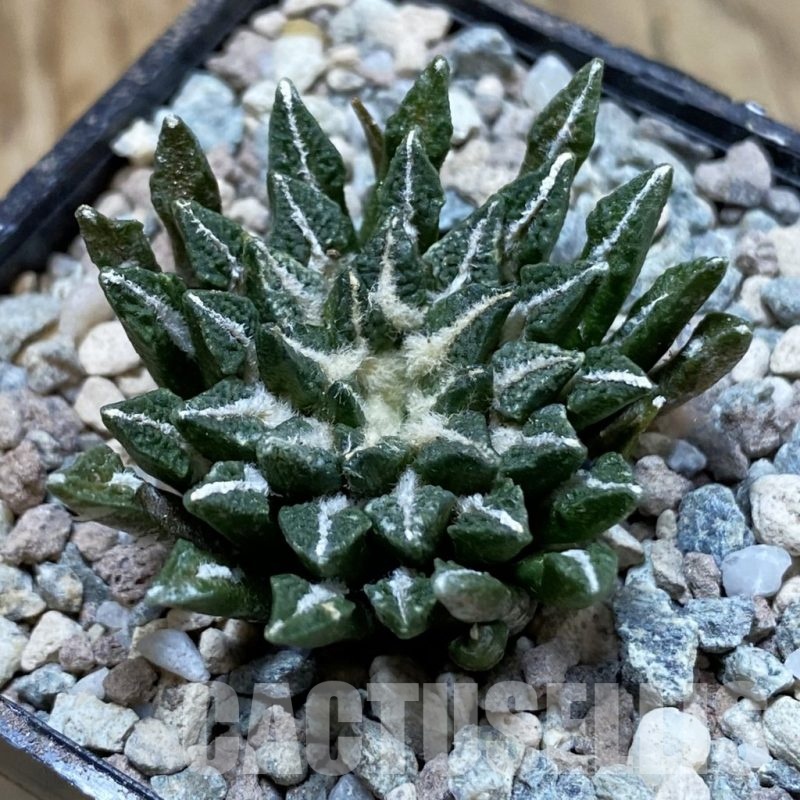 SH23569 Ariocarpus kotschoubeyanus hybrid, own roots
