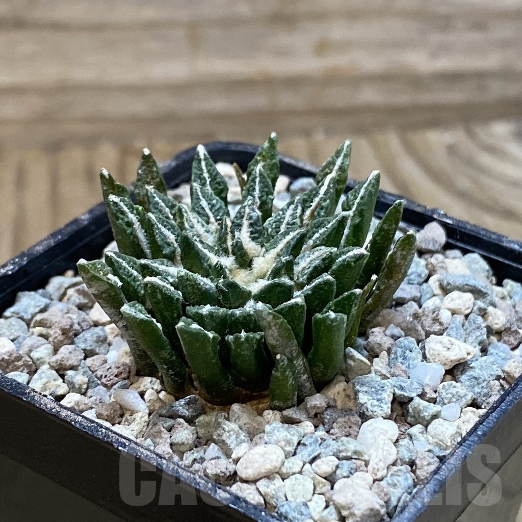 SH23569 Ariocarpus kotschoubeyanus hybrid, own roots - Image 2