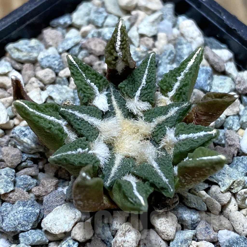 SH23570 Ariocarpus kotschoubeyanus hybrid, own roots